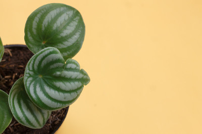 西瓜豆瓣绿属植物
