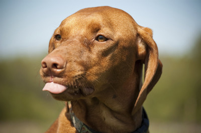 伸出舌头的女性Vizsla