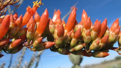 Ocotillo仙人掌橙花特写