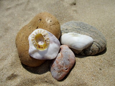 海滩上的鹅卵石和贝壳