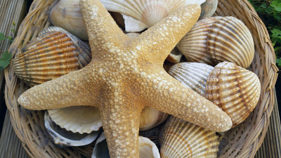 海星和贝壳