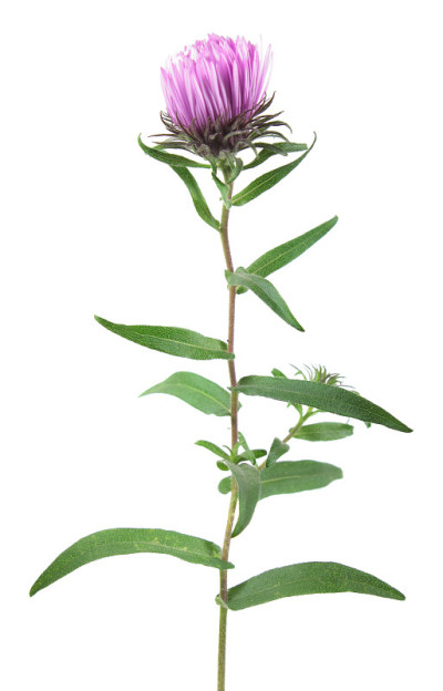 孤立在白色背景上的粉红色紫菀花