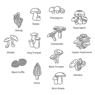 蘑菇的矢量插图在平面设计
