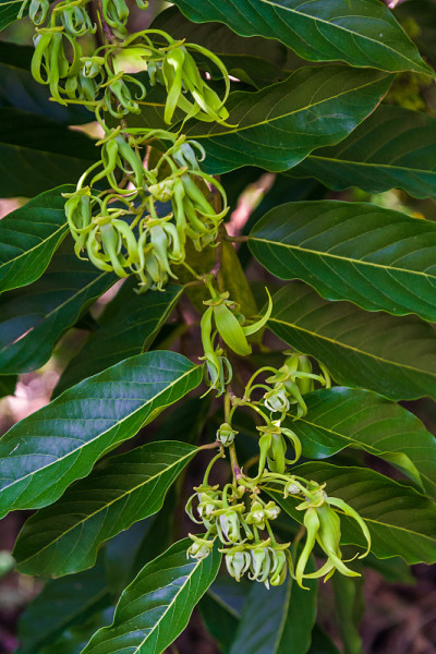Ylang-Ylang