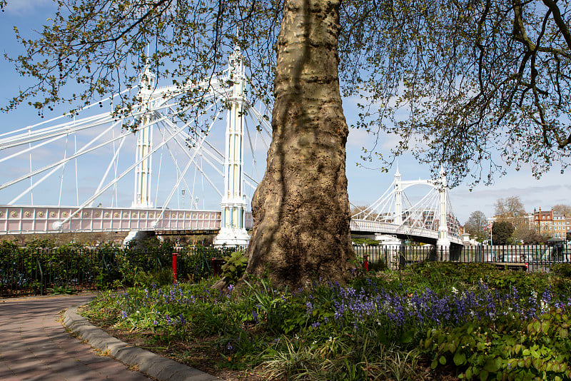 Albert Bridge，巴特西，英国伦敦，2021年4月26日。