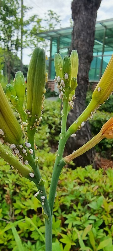 花螨虫
