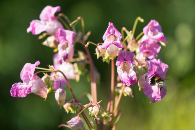 印度凤仙花(凤仙花腺)与蜜蜂花