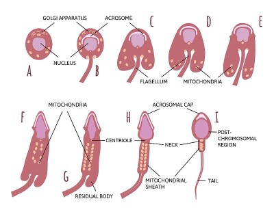 精子发生的主要阶段，从精子细胞到精子。主要部分用线条标出。精子解剖图。