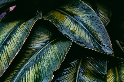 Calathea花式