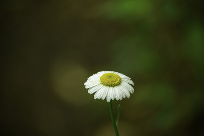 树林中的雏菊3号，莉莉池塘县公园，纽约。