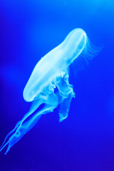 白色的水母漂浮在蓝色的水族箱里