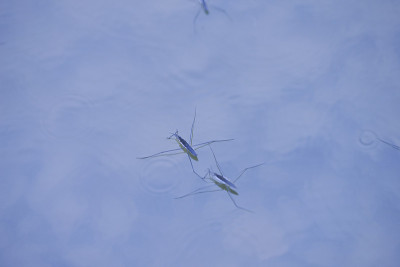 水黾