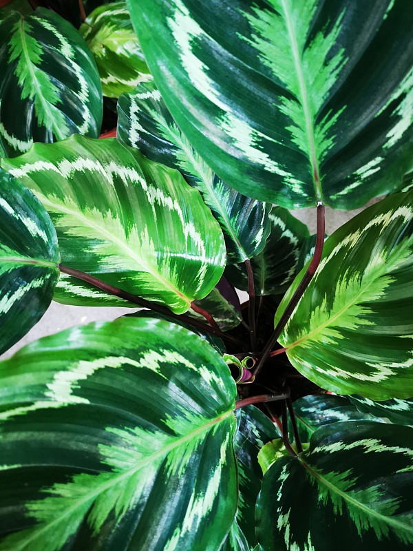 calathea绿色