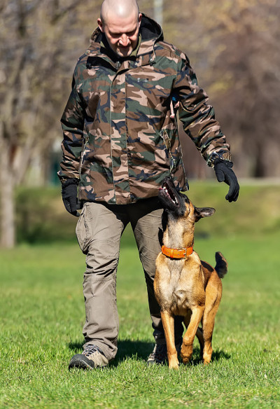 一名身穿迷彩服的男子正在训练一只比利时牧羊犬小狗