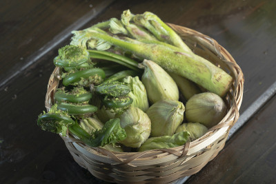 春天野生植物日本