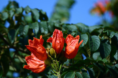 非洲郁金香树花
