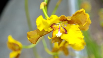 黄色的兰花