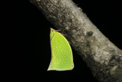 鱼蛾，Siphanta acuta，萨塔拉，马哈拉施特拉，印度