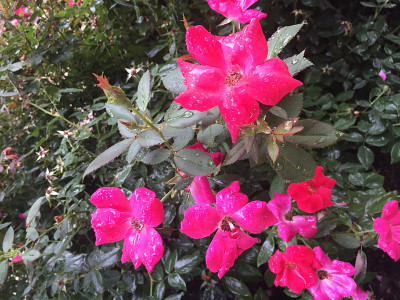 粉红色的花和雨
