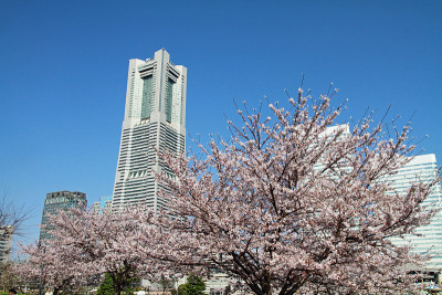 横滨地标大厦和日本的樱花