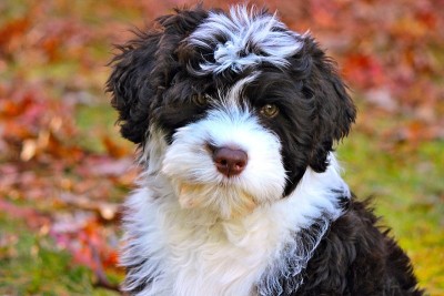 秋天里的葡萄牙水犬