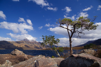 树和slioch