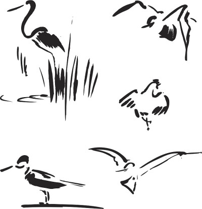 鸟