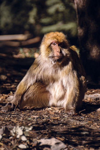 肖像巴巴里猕猴猴，Ifrane，摩洛哥