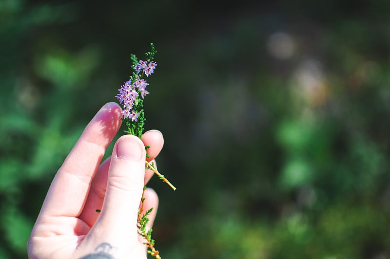 一手捧着石南花