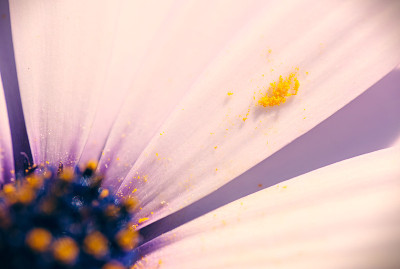 雏菊花