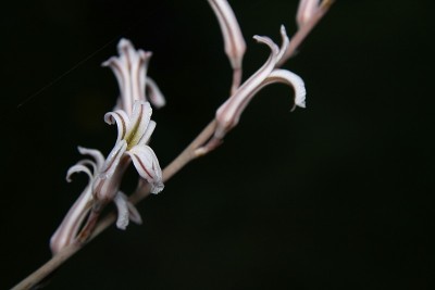 斑马仙人掌花