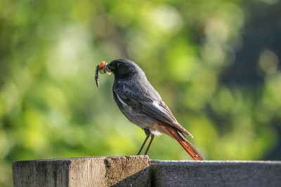Bachstilt