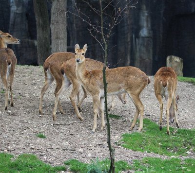 Eld's deer (Panolia eldii)