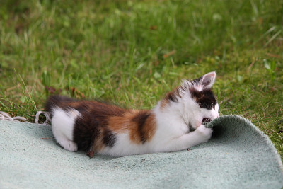可爱的小猫在地毯上玩耍