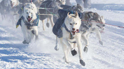 艾迪塔罗德雪橇犬队