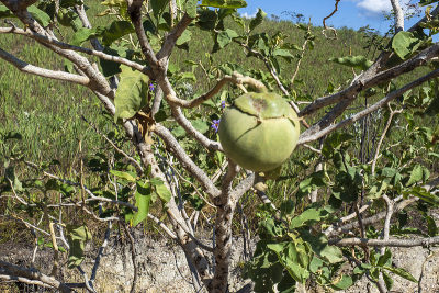 veadeiros的Chapada dos veadeiros