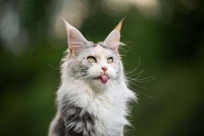 缅因库恩猫