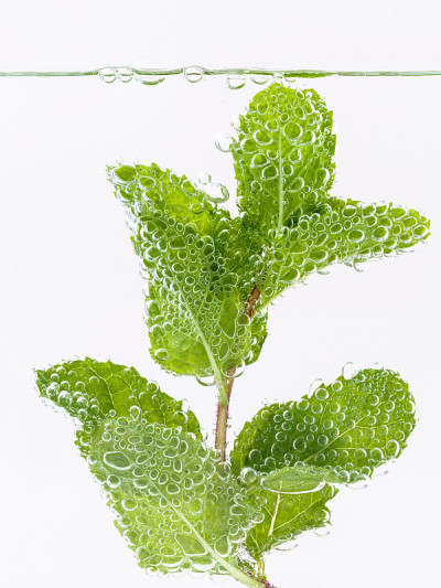 莫吉托鸡尾酒与新鲜薄荷叶隔离在白色。