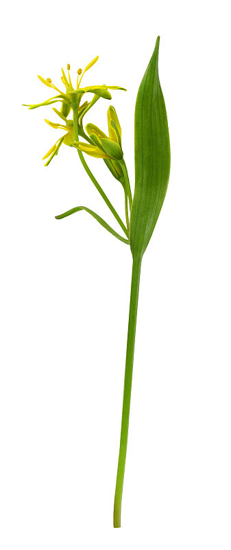 特写黄色的黄杉花，芽和叶孤立在白色
