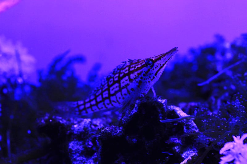 Longnose hawkfish。Oxycirrhites typus。长鼻子鹰鱼的特写。长鼻鹰鱼