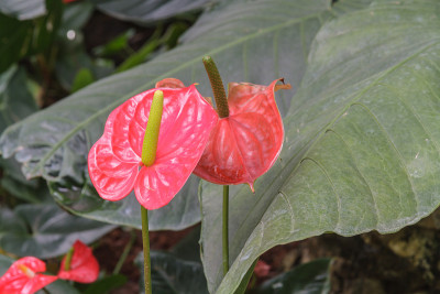 肉穗花序