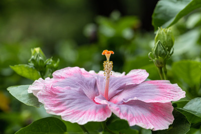 靠近美丽的芙蓉花在花园里。