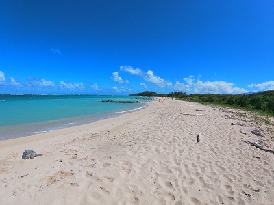 夏威夷绿海龟/绿海龟