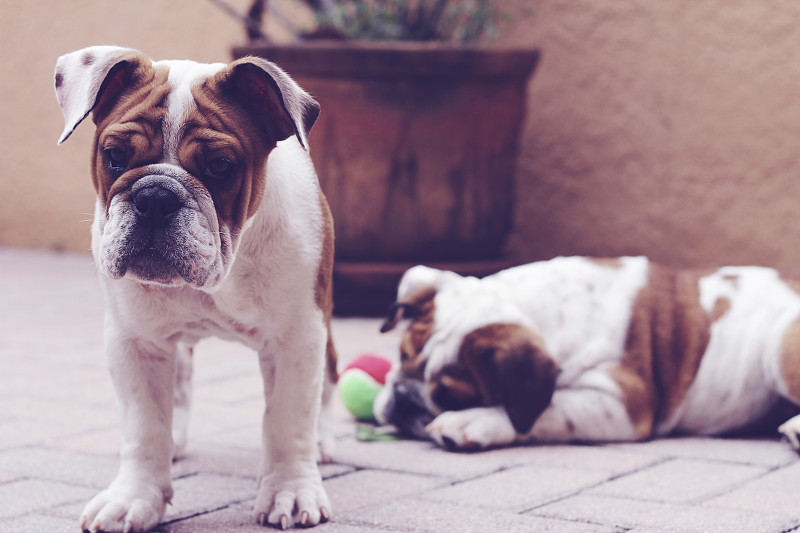 英国斗牛犬的幼犬在外面铺着粉彩