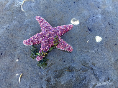 退潮时的紫色海星
