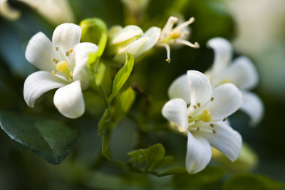 公园里的橙色茉莉花或橙色茉莉花(Murraya paniculata的俗称)。
