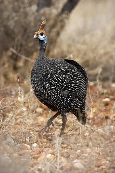 头盔珍珠鸡，numida meleagris，肯尼亚马赛马拉公园