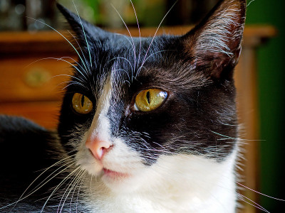 一只家猫的肖像