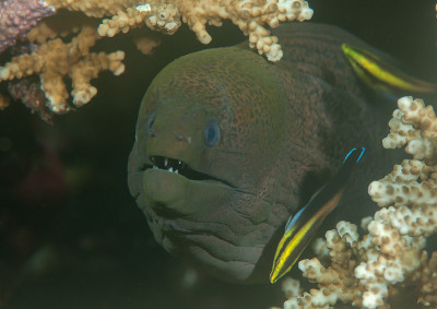 巨大的海鳗Gymnothorax javanicus清洁清洁濑鱼