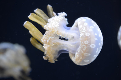 水母